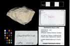 Foto (Objekt + Etikett) von Gastrodorus sp.  (NHMW-GEO-2014-0194-0700)